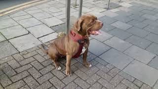 Excited Dog Barking in Kings Heath [upl. by Ijok]