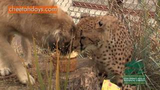 Cheetahs First Birthday PartyCincinnati Zoo [upl. by Idnal]