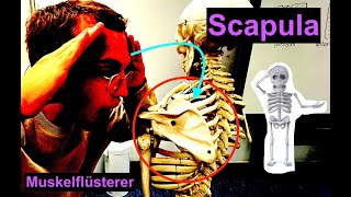 Knöcherne Strukturen der Scapula  Muskelflüsterer [upl. by Assej]