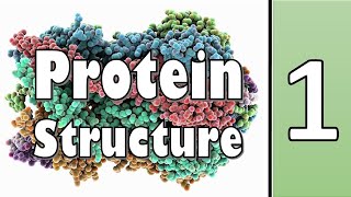 Primary Structure of Protein  Biochemistry  سنة أولى طب  كيمياء الحياتية  M1000  5 [upl. by Analem]