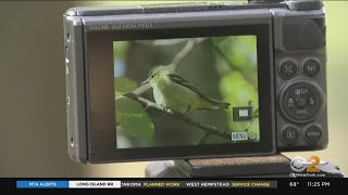 Bird Watchers Get A Treat On Sunday In Central Park [upl. by Anrahc]