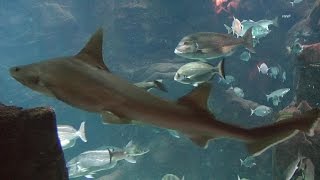 Madeira 2015Porto MonizEin Besuch im Aquarium [upl. by Geminian]