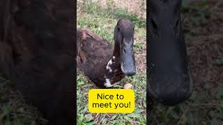 Meet Pippin our CUTEST Black Runner Duck Youll Ever See [upl. by Brittain]