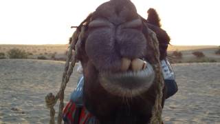 Thar Desert Camel Chewing  Rajasthan India [upl. by Uot]