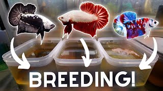 Breeding MORE Bettas in TUBS for Profit [upl. by Adnara]