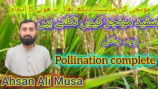 monji ki fasal  rice fertilizer management monji mn safaid sita kun nikalta hai  Ahsan Ali Musa [upl. by Ahsilam190]