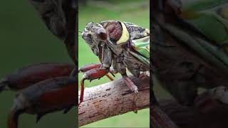 cicada soundcicadasoundleran [upl. by Sandy]