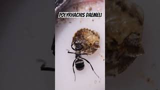 Polyrhachis daemeli queen and workers [upl. by Alodie]