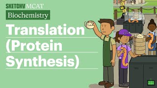 Protein Synthesis Biochemistry  Sketchy MCAT [upl. by Selry]