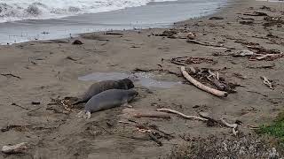 Bull Elephant Seal Fight [upl. by Tudor]