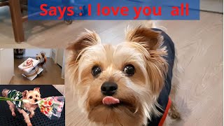 Yorkshire Terrier  Dog training Vidéo Talking Yorkie  Usuful Dogs Tricks [upl. by Hnirt]