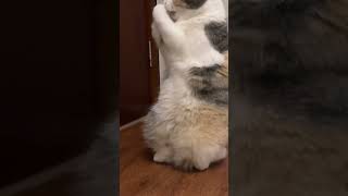 My cute kitty’s new brilliant skill🙀 cat catlover cutecat kitten funny catvideos cutepet [upl. by Atteloc384]