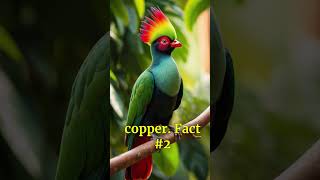 Unknown Facts quotTuracoquot wildlifefacts birdslover birds animals nature facts fyp [upl. by Collbaith]