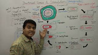 Bacterial Spore  Endospore Formation  Sporulation  Bacterial Spore Germination amp Formation  MCQ [upl. by Orimar]