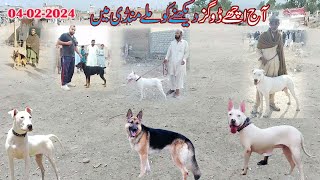 04 02 2024 video part 01  etwar mandi 2024  dogs market  Mubashir info [upl. by Eiramassenav]