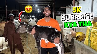 5k subscriber ka surprise Kya tha  😍🐂 [upl. by Doig363]