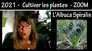 Culture et entretien des plantes  Zoom LAlbuca Spiralis  Tuto 2021 [upl. by Louisa955]