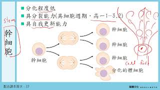 108選生I 13細胞的生命歷程 1細胞分化 [upl. by Eetnom49]