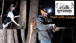 COON HUNT WITH TREEING WALKER COONHOUND [upl. by Ursola879]