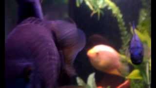 Red Gold Green Severums and Electric Blue Jack Dempseys [upl. by Peace683]