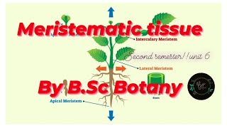 Meristematic Tissue Classification of Meristem By BSc Botany Unit 6 Second Semester [upl. by Farah]