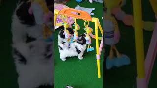 Puppies At Play A Cuteness Overload [upl. by Rolat926]