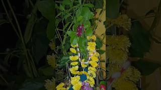 Tulasi vivaha tulasi tulasivivaha uttarakarnatakamandi uttarakarnataka tulsi tulsivivah yt [upl. by Greabe]