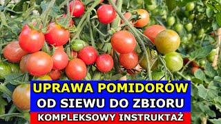 Jak uprawiać Pomidory OD SIEWU DO ZBIORU  Kompleksowy Instruktaż Uprawa Pomidorów [upl. by Jemena]