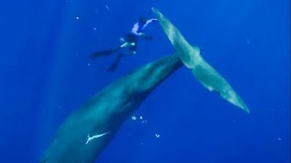 The Best Whale Moments Captured on Film  Top 5  BBC Earth [upl. by Ymirej712]