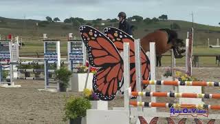 199S Lauren Crabtree on Derroon Diamond Open Training Show Jumping Twin Rivers Ranch April 2024 [upl. by Lipinski]