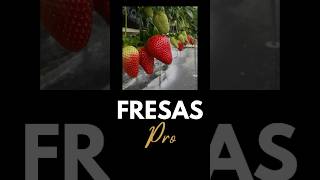 “Transformación en 25 Días Nuestra Plantación de Fresas en Hidroponia” [upl. by Lawler]