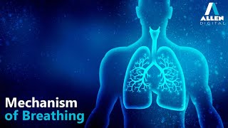 Mechanism of Breathing  Breathing and Exchange of Gases  Biology  Allen Digital [upl. by Ariew]