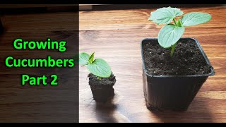 How To Grow Cucumbers Part 2  Replanting [upl. by Haziza]