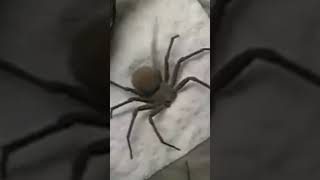 Why You’ll Rarely See This Deadly spider [upl. by Deana]