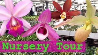 Orchid Nursery Tour  Unusual Orchids and Haul [upl. by Wardieu]