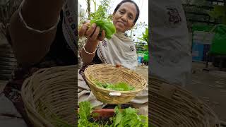 Vegetable Harvest At Home🔥Vegetable Harvesting Video🥦Vegetable Kaise Ugaye✨ashasgardenstoryshorts [upl. by Acherman597]