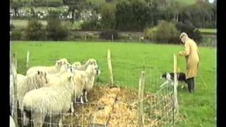 Sheepdog Training With Ted Hope Pt 3 [upl. by Ialohcin]