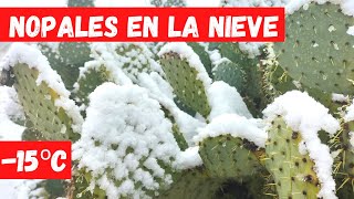 CULTIVO de NOPALES a TEMPERATURAS EXTREMAS 15ºC CON NIEVE [upl. by Salena]