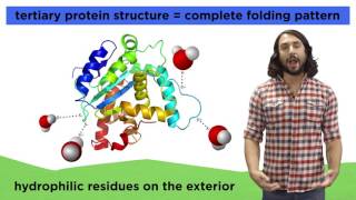 Protein Structure [upl. by Eelatan966]