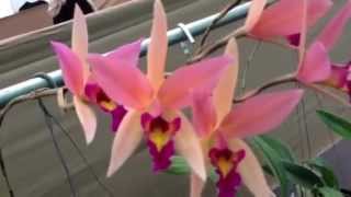 Tuyets Orchids Hoa Lan [upl. by Shandie]