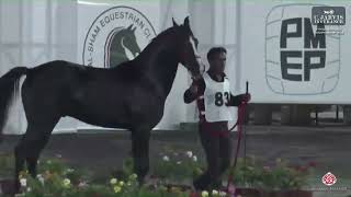 N 83 ADHAM AL FAHED Syrian National Championship 2024 Stallions 4 6 Years Old Class 9 [upl. by Chauncey]