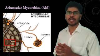 Plant Fungus interaction in Mycorrhizae [upl. by Esiocnarf309]