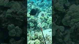 Spearfishing Dos and Donts  Shoot at an Angle on Fish Moving Away  Big Island of Hawaii [upl. by Bratton]