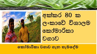 කෝමාරිකා වගාව  අක්කර 80 ක ලංකාවේ ලොකුම කෝමාරිකා ගොවිපළLargest Aloe vera Cultivation Farm Sri Lanka [upl. by Eniluap]