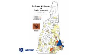 Blacklegged tick numbers in New Hampshire are increasing [upl. by Nobile]