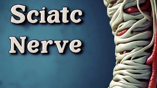 The Sciatic Nerve Anatomy Function and Its Role in Sciatica [upl. by Divad]