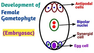 Development of Female gametophyte Embryo Sac  Reproduction in Lower and Higher Plants [upl. by Iseabal793]