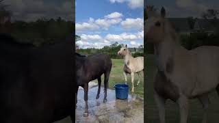 Horse is the best🥰funny funnyanimal funnyshorts funnypet pets horse horselovers funnymemes [upl. by Anyahs137]