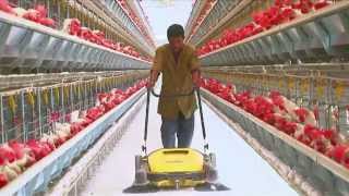 Poultry Farming  Open House Battery Cage System  Egg Production in India [upl. by Jarrid236]