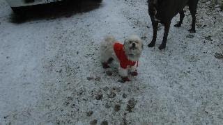 Funny Dog in boots Cleaning woodstoveLighting morning fire [upl. by Selestina]